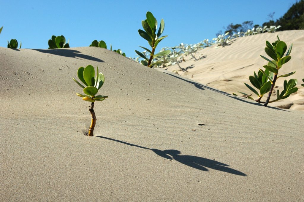 desert-1024x681.jpg